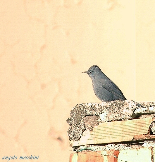 Passero solitario Monticola solitarius